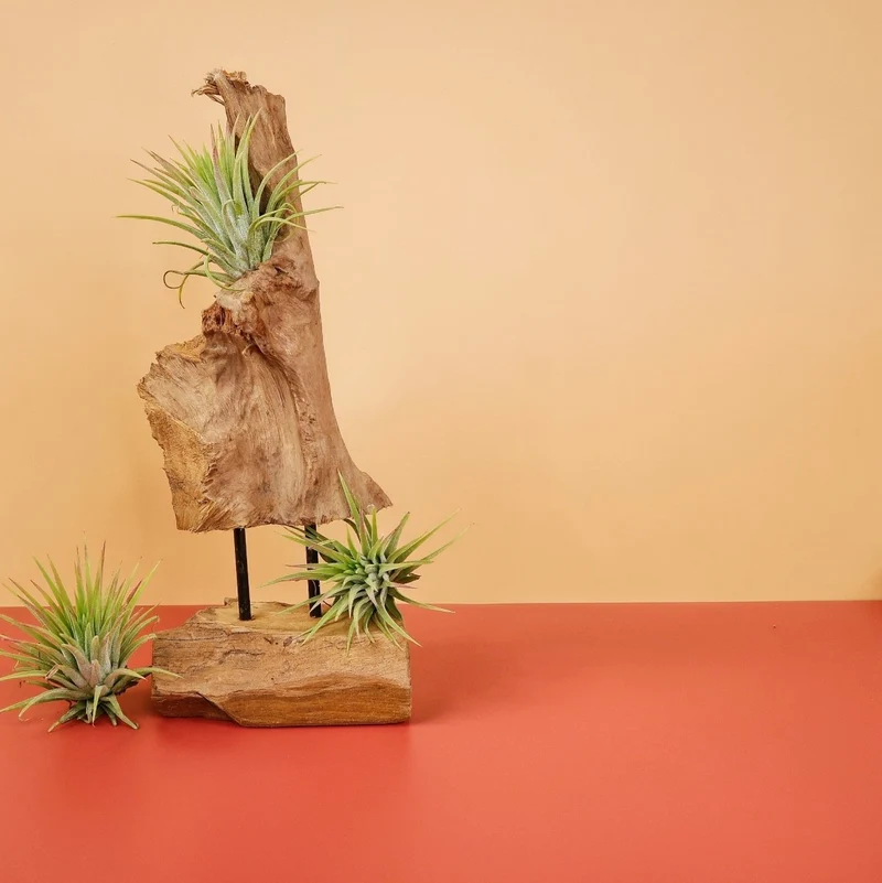 TILLANDSIA IONANTHA RUBRA