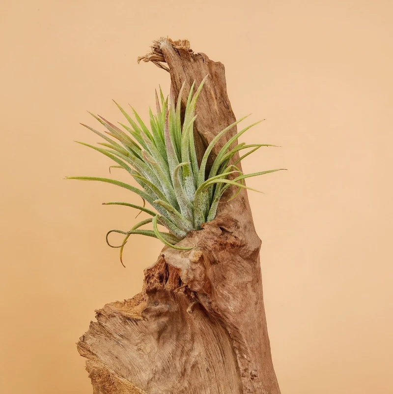 TILLANDSIA IONANTHA RUBRA