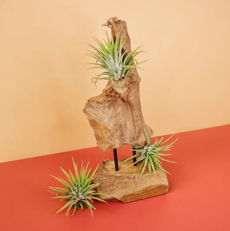 TILLANDSIA IONANTHA RUBRA