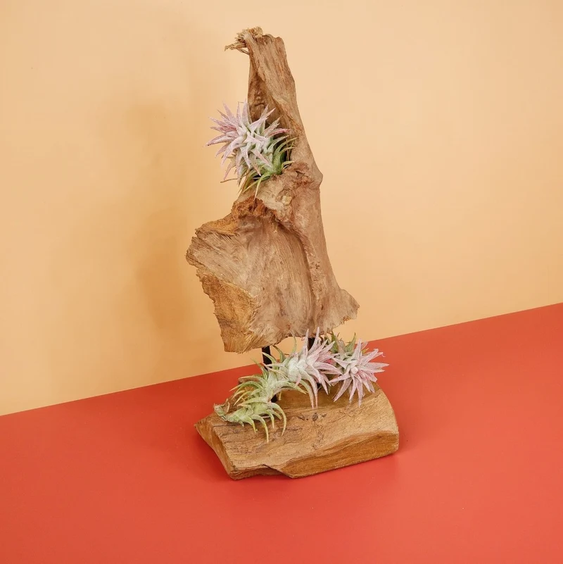 TILLANDSIA IONANTHA VANHYNINGII