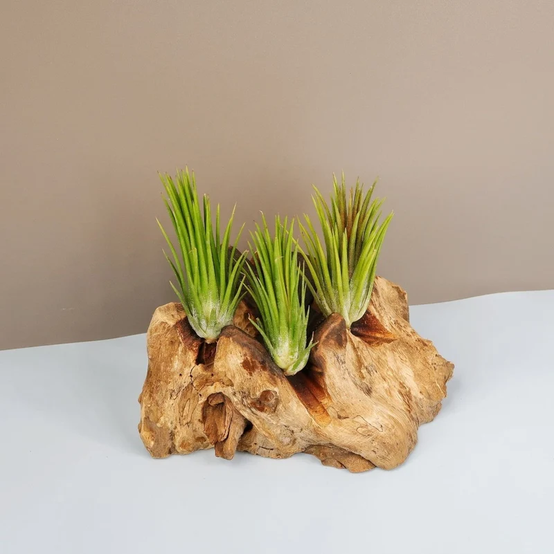 TILLANDSIA IONANTHA FUEGO