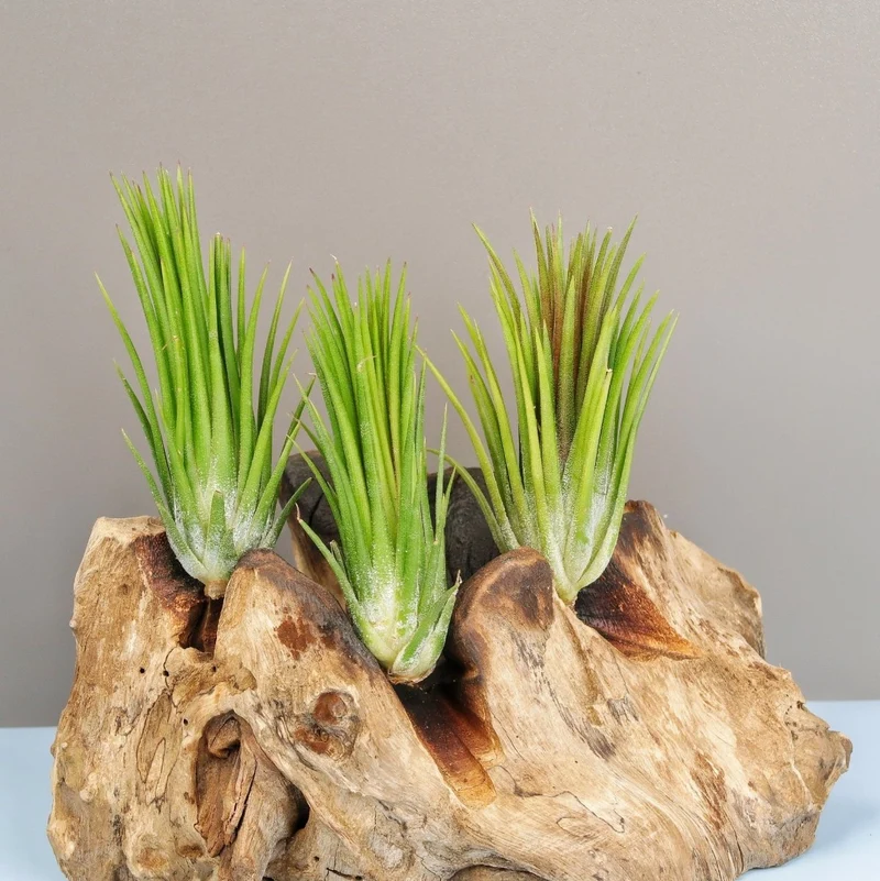 TILLANDSIA IONANTHA FUEGO