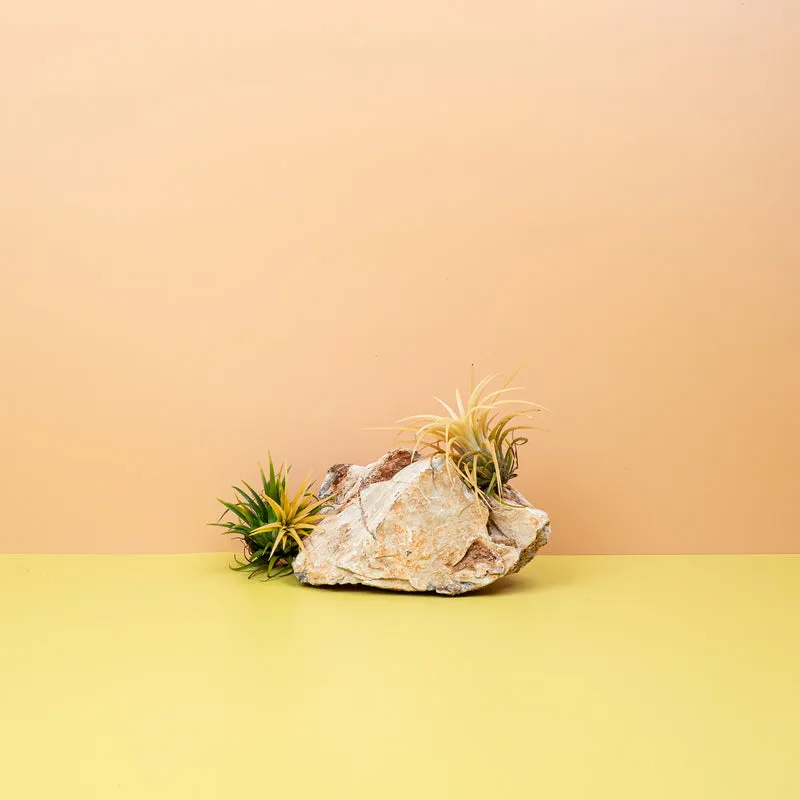 TILLANDSIA IONANTHA DRUID