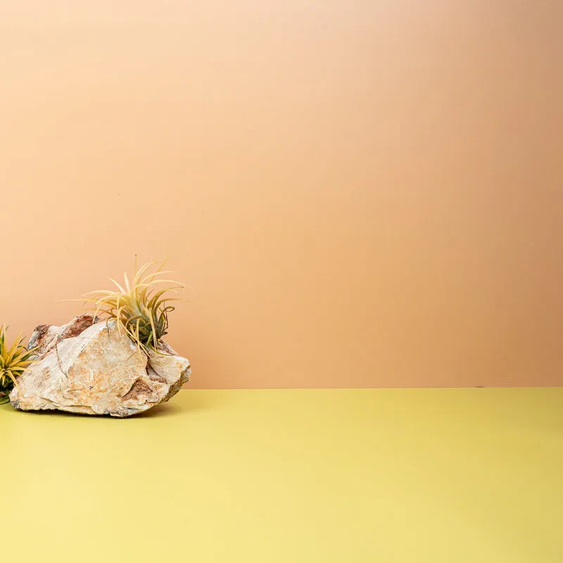 TILLANDSIA IONANTHA DRUID