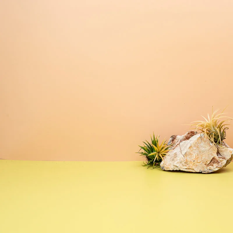 TILLANDSIA IONANTHA DRUID