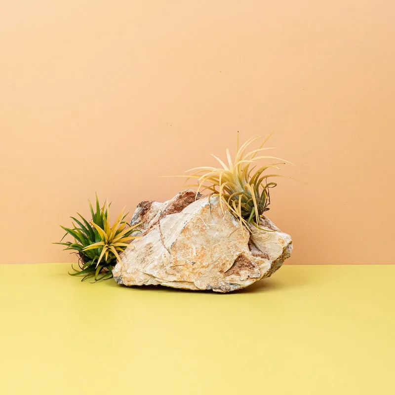 TILLANDSIA IONANTHA DRUID