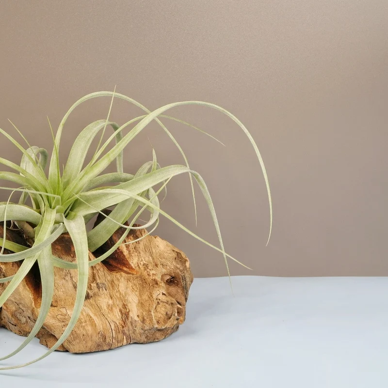 TILLANDSIA FIRESTORM