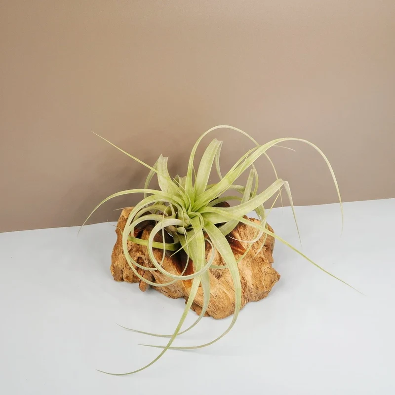 TILLANDSIA FIRESTORM