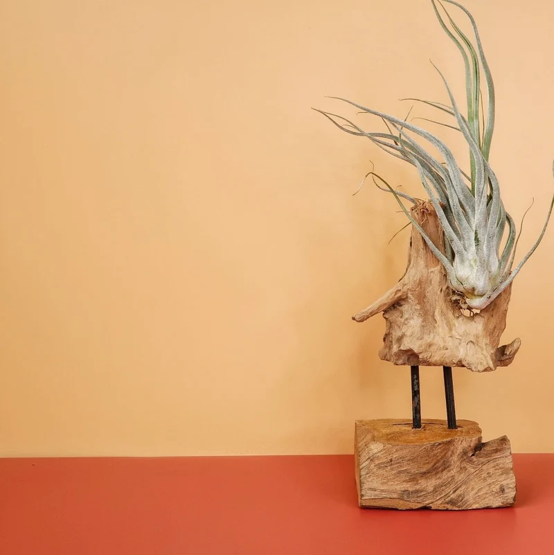 TILLANDSIA EHLERSIANA