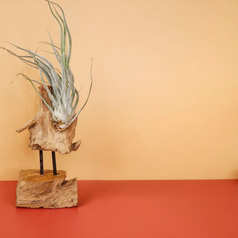 TILLANDSIA EHLERSIANA