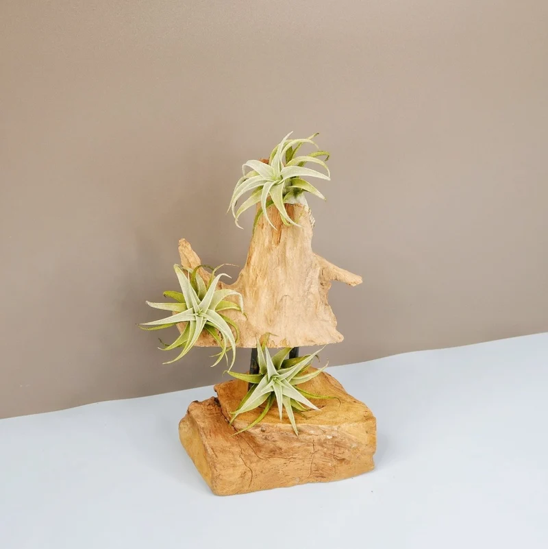 TILLANDSIA EDITHAE