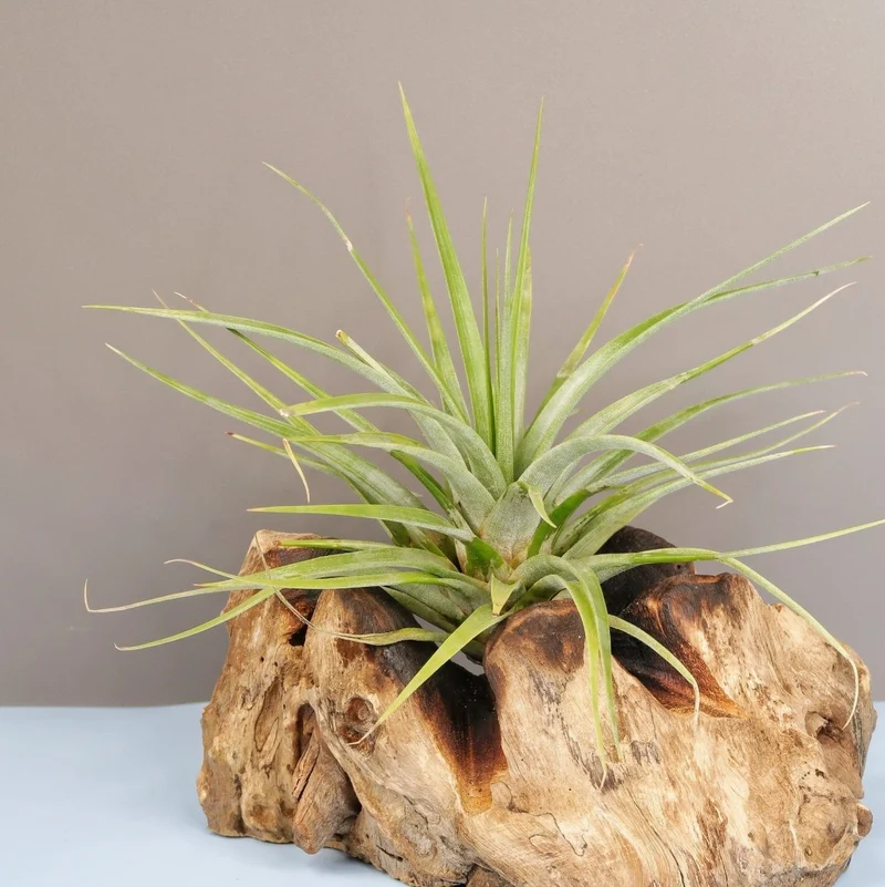 TILLANDSIA CONCOLOR