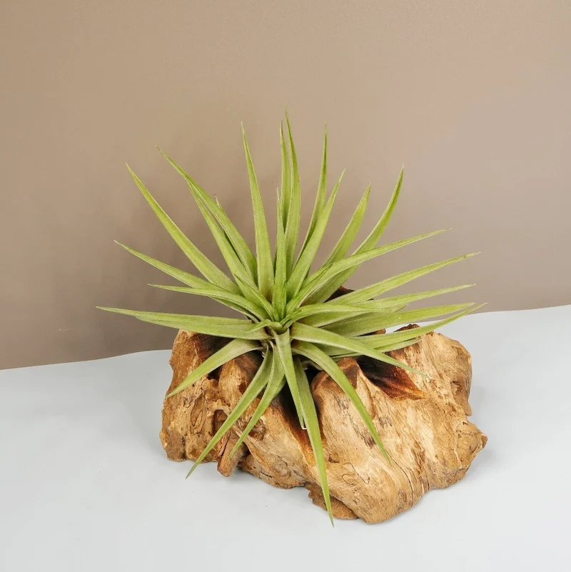 TILLANDSIA CONCOLOR