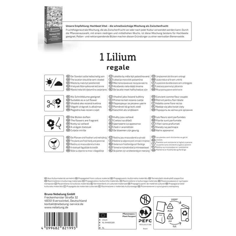 Kiepenkerl Trompeten-Lilie