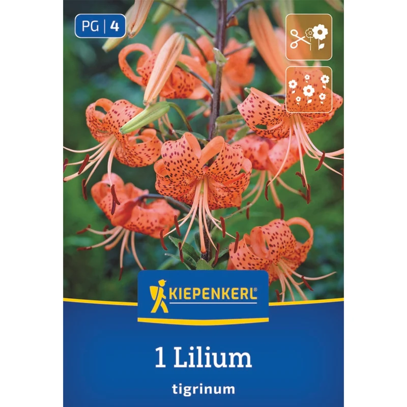 Kiepenkerl Tigerlilie