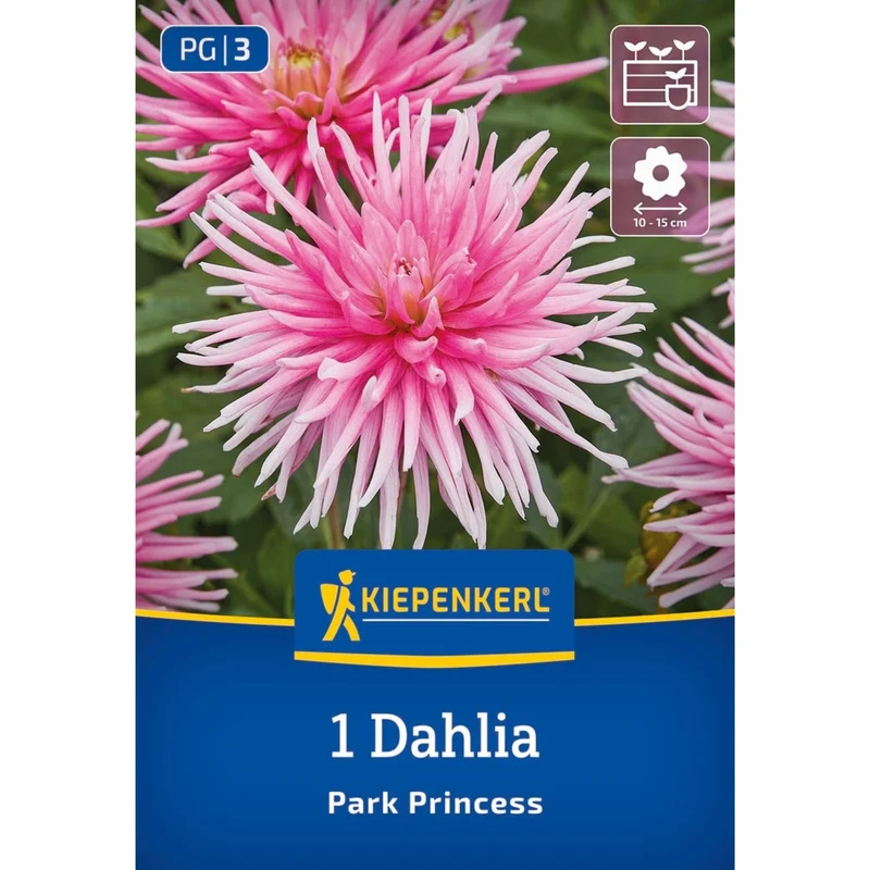 Kiepenkerl Beet- & Kübel-Dahlie 'Park Princess'