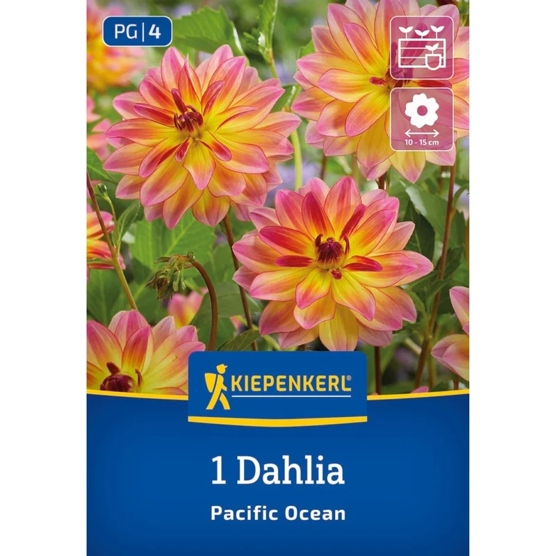 Kiepenkerl Dekorative Dahlie 'Pacific Ocean'