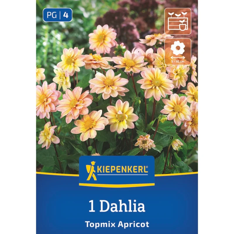 Kiepenkerl Beet- & Topf-Dahlie 'Topmix Apricot'