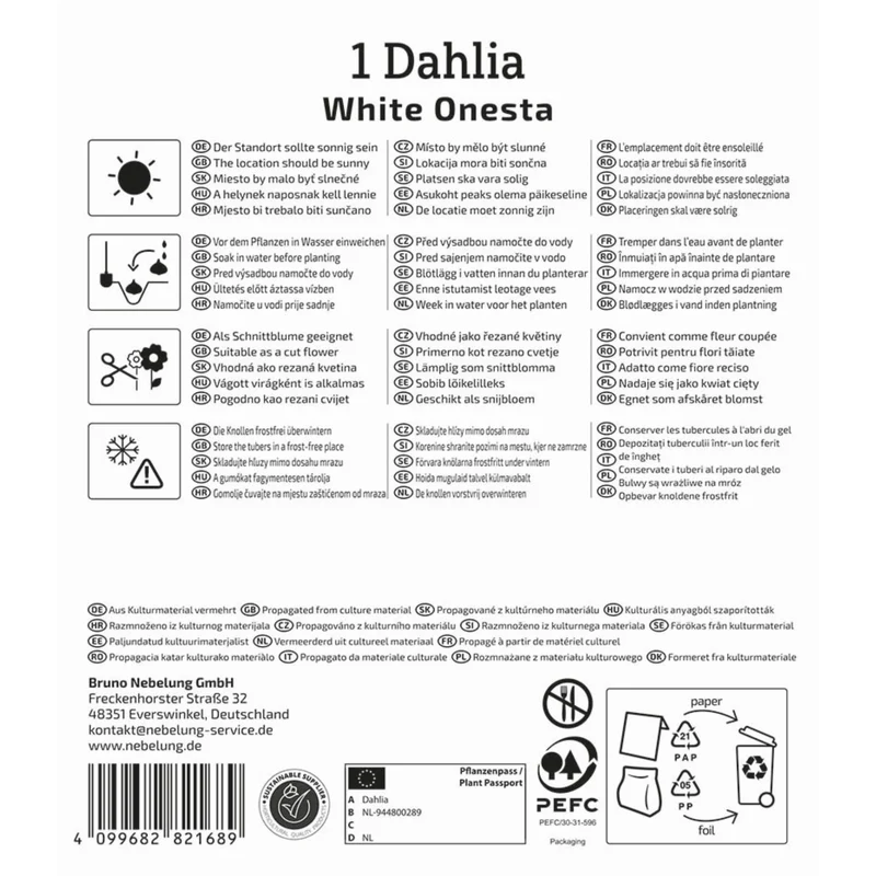 Kiepenkerl Seerosen-Dahlie 'White Onesta'