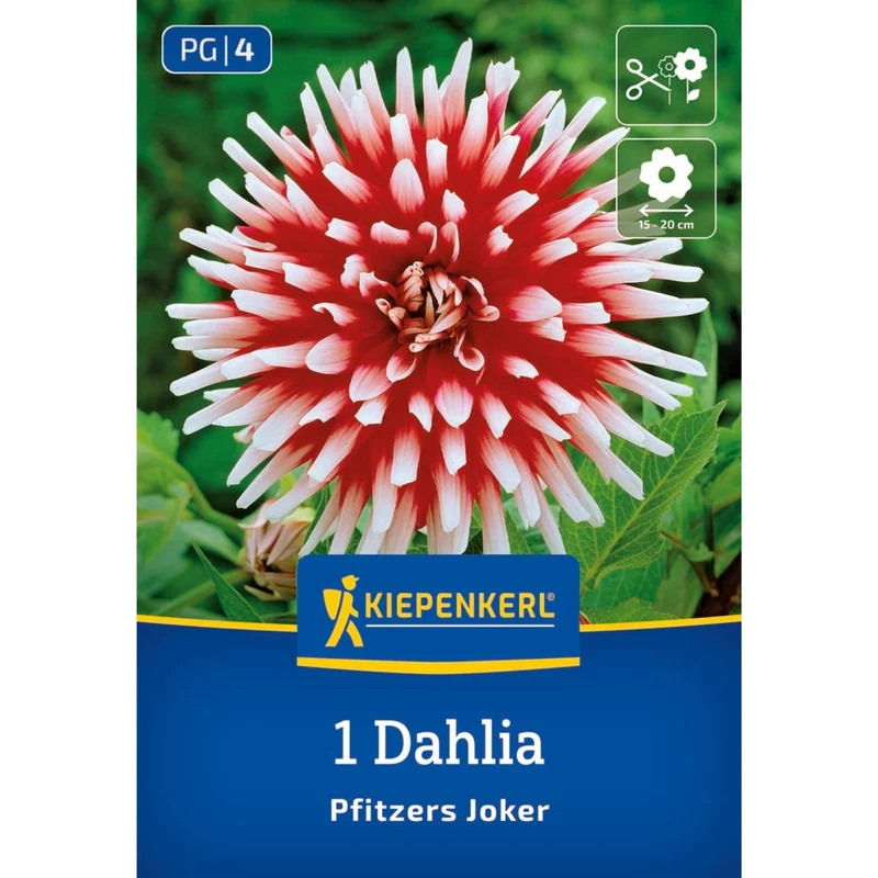 Kiepenkerl Kaktus-Dahlie 'Pfitzers Joker'