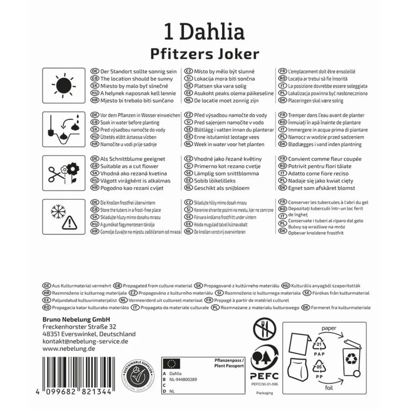 Kiepenkerl Kaktus-Dahlie 'Pfitzers Joker'