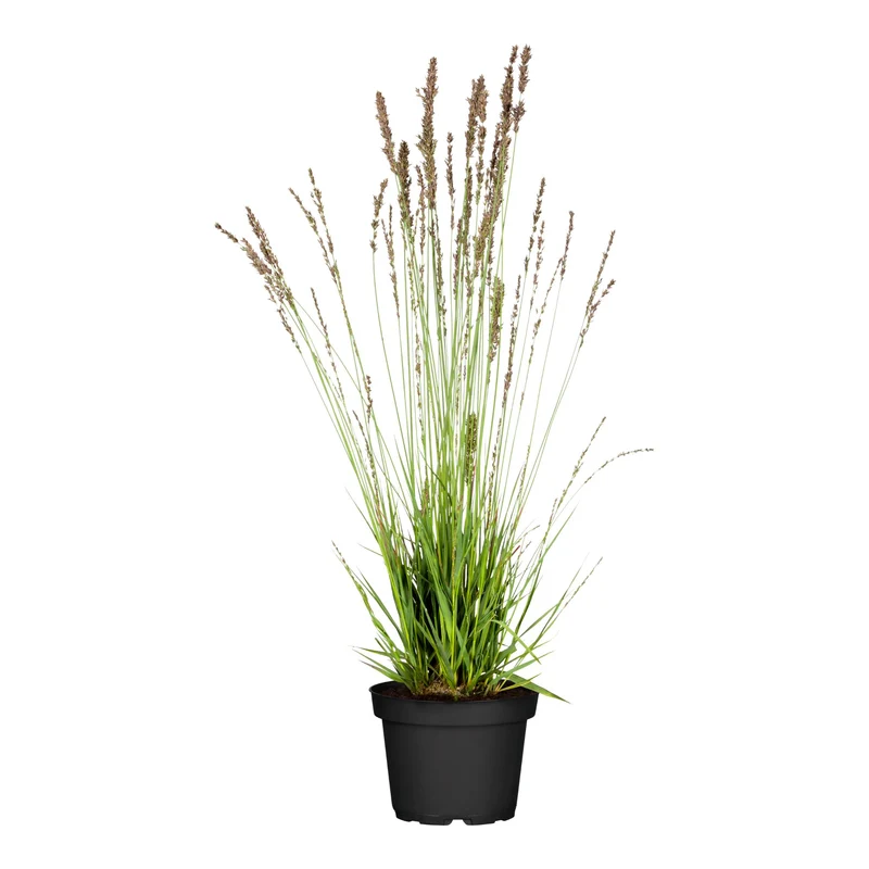 Pfeifengras 'Moorhexe'