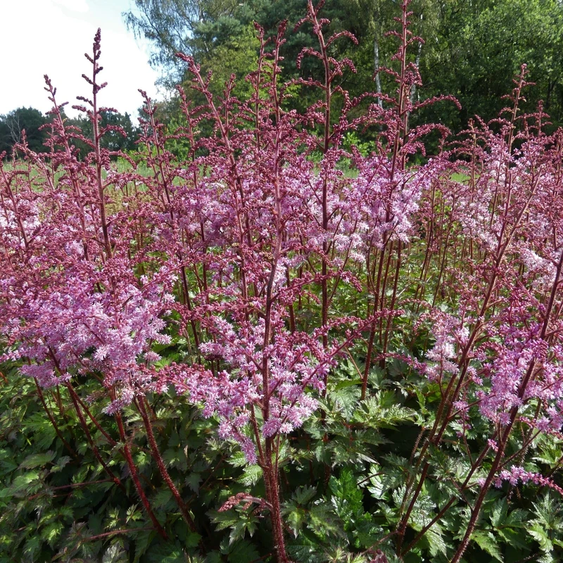 Prachtspiere 'Colour Flash'