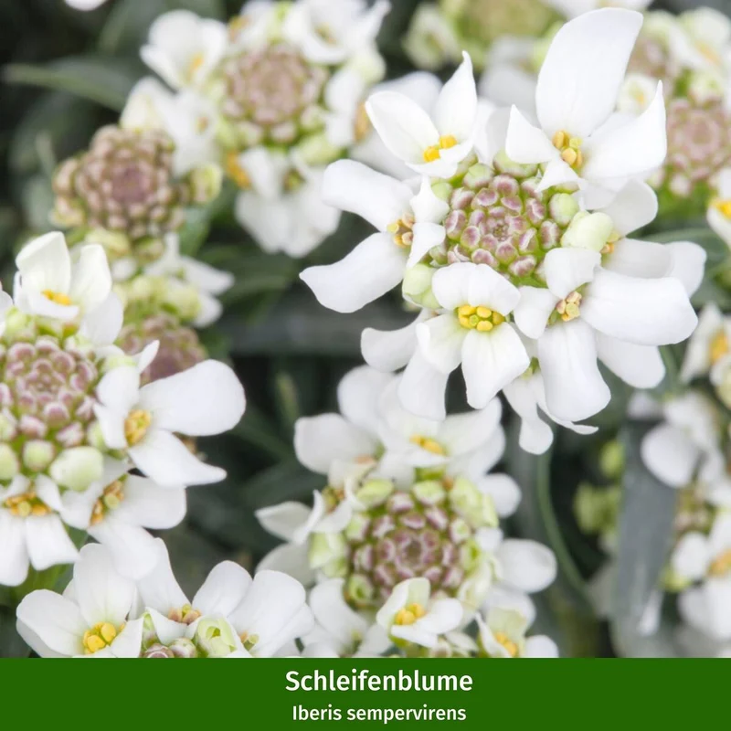 Stauden-Set "Steingarten für Bienen"