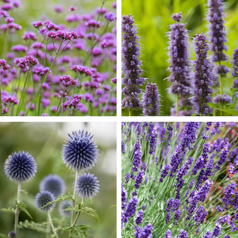 Stauden-Set "Sonnenblüten für Bienen"