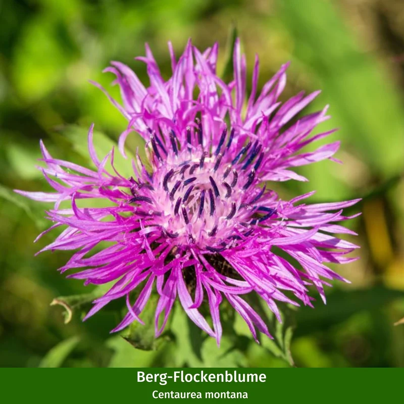 Staudenbeet "Dauerblüher für Bienen und Schmetterlinge"