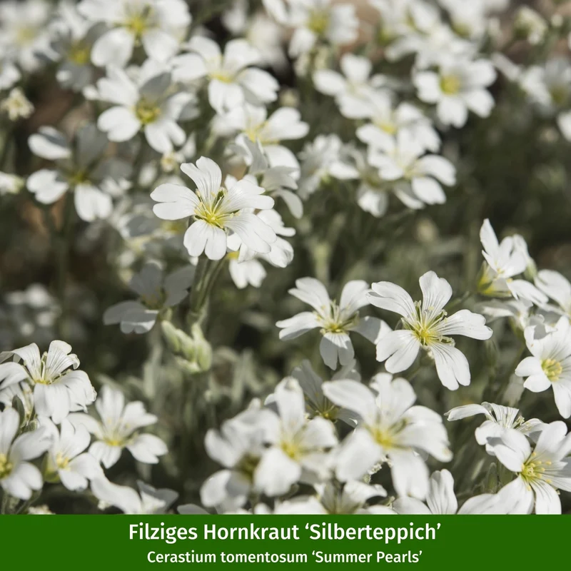 Staudenbeet "Pflegeleichtes Streifenbeet für Anfänger"