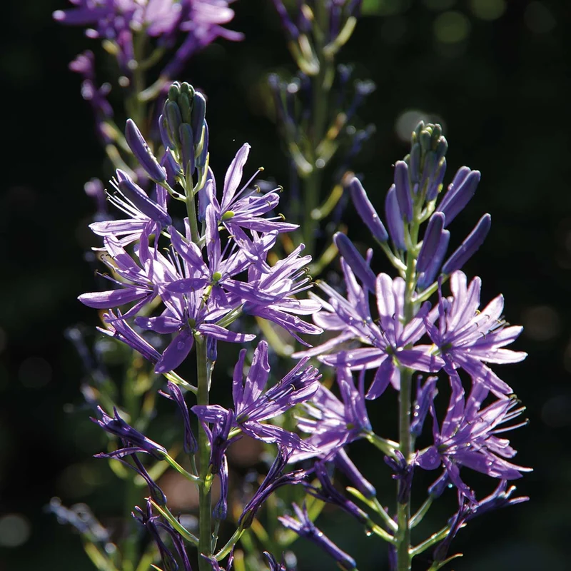 Camassia leichtlinii 'Caerulea' - Leichtlins Prärielilie