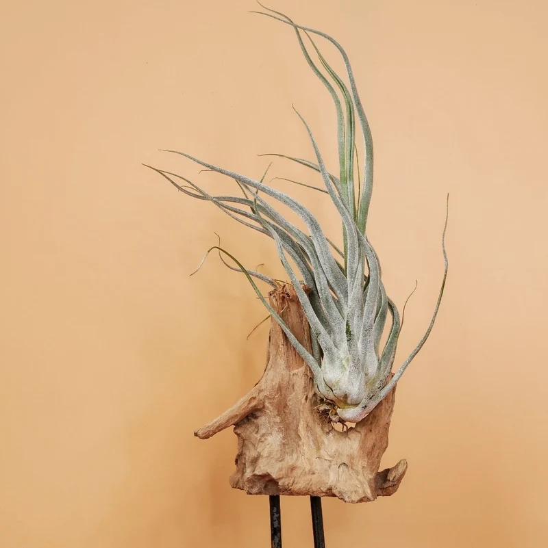 AIRPLANT HOLDER - ROOT VALBO