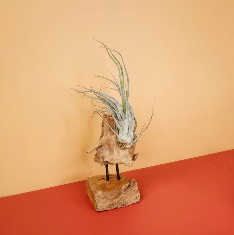 AIRPLANT HOLDER - ROOT VALBO