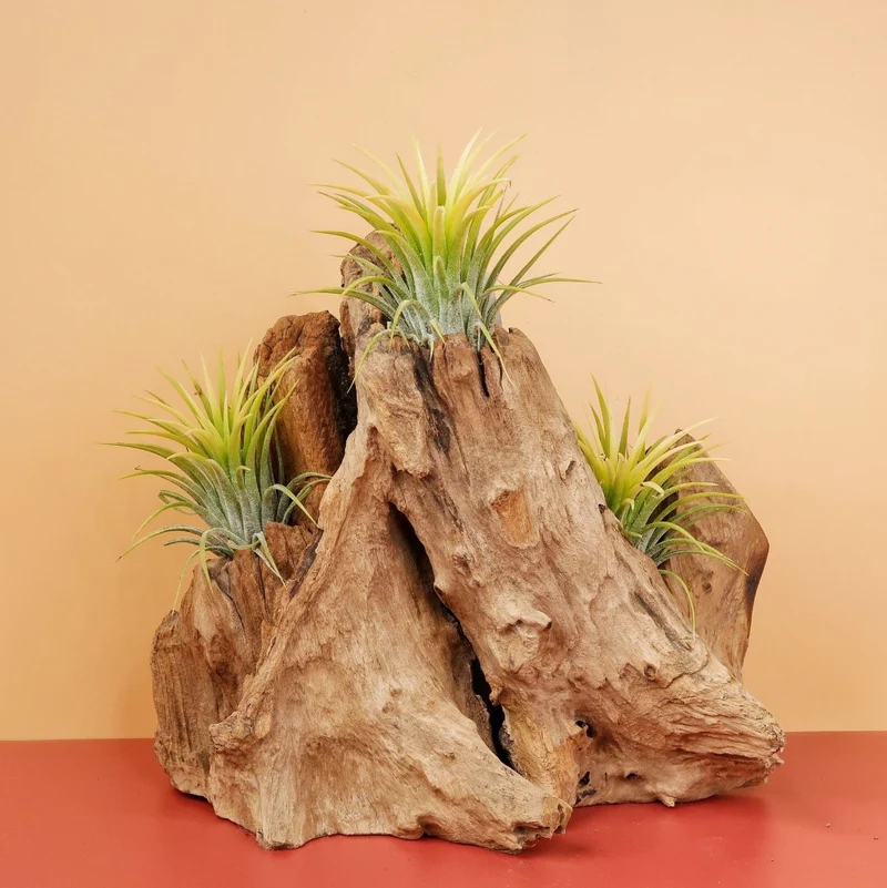 AIRPLANT HOLDER - ROOT KOUVOLA