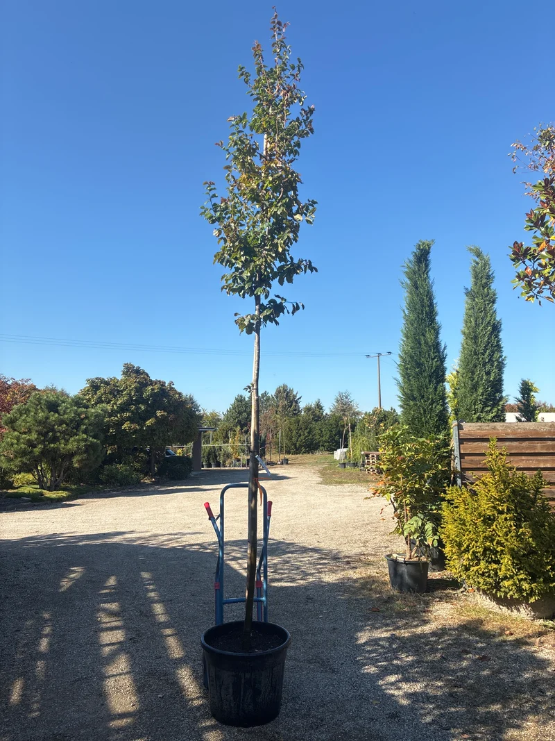 Eisenbaum / Parrotia persica