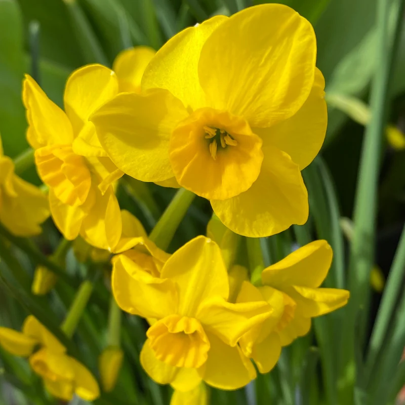 Narcissus 'Kokopelli' - Jonquilla-Narzisse