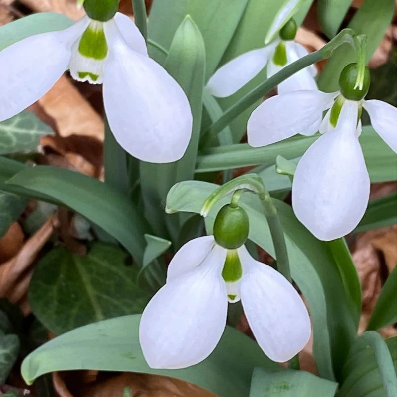 Galanthus elwesii 'Polar Bear' - Elwes-Schneeglöckchen