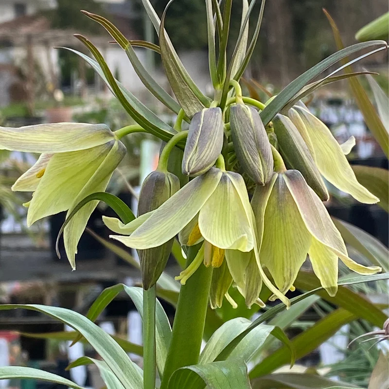 Fritillaria raddeana - Zwerg Kaiserkrone