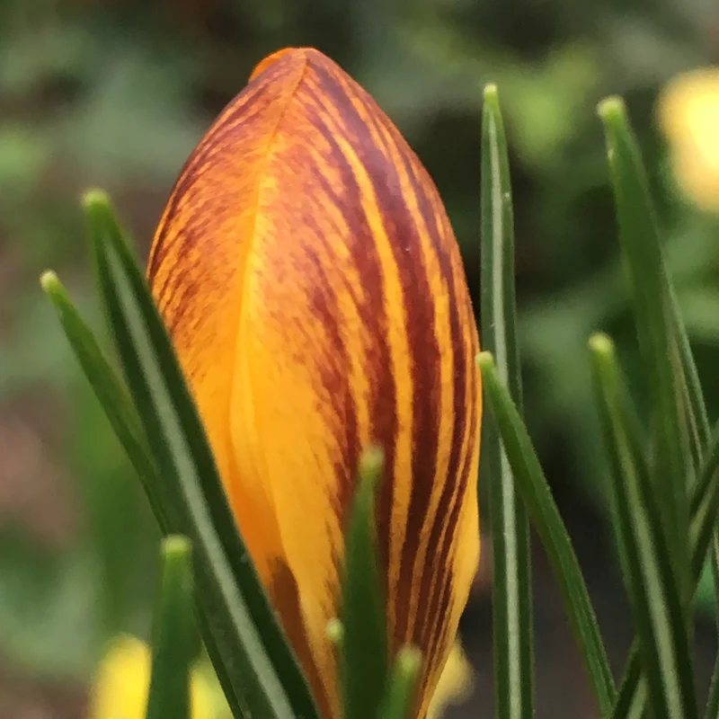 Crocus chrysanthus 'Fuscotinctus' - Kleiner Krokus