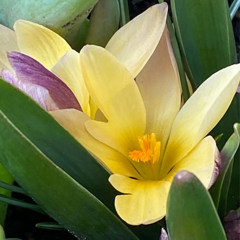 Crocus chrysanthus 'Advance' - Kleiner Krokus