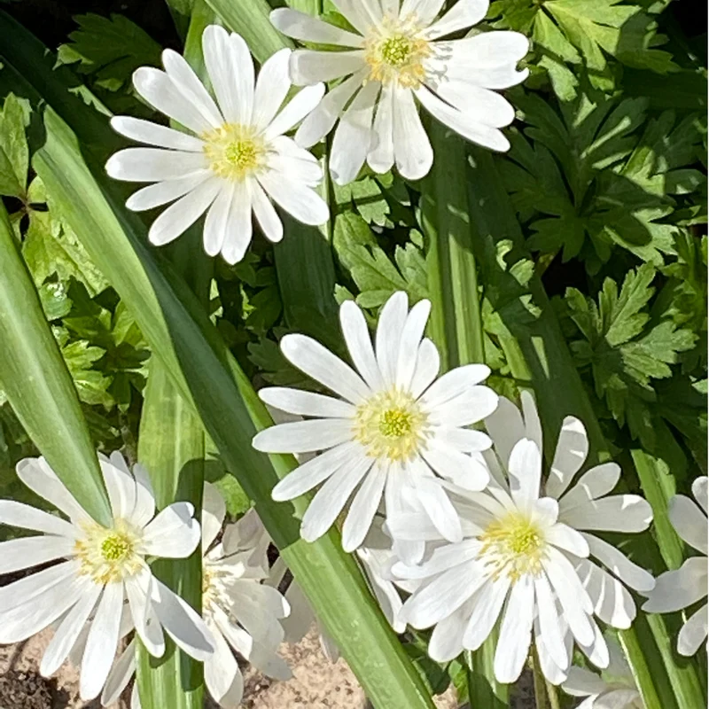 Anemone blanda 'White Splendour' - Balkan-Windröschen
