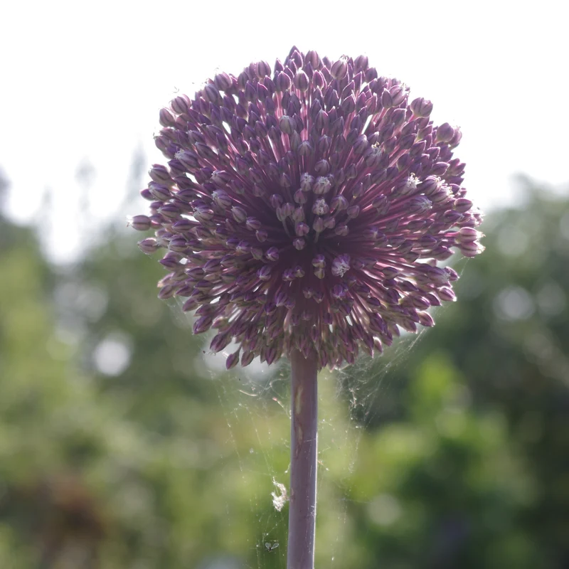 Allium 'Summer Drummer' - Zierlauch