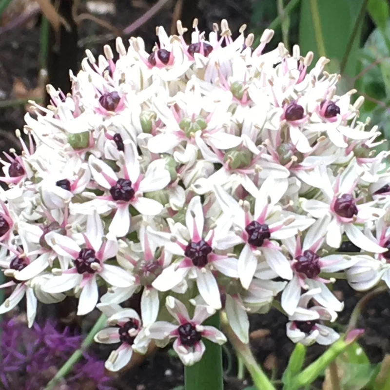 Allium 'Silver Spring' - Zierlauch