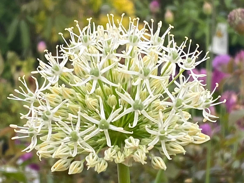Allium 'Mount Everest' - Weißer Riesen-lauch