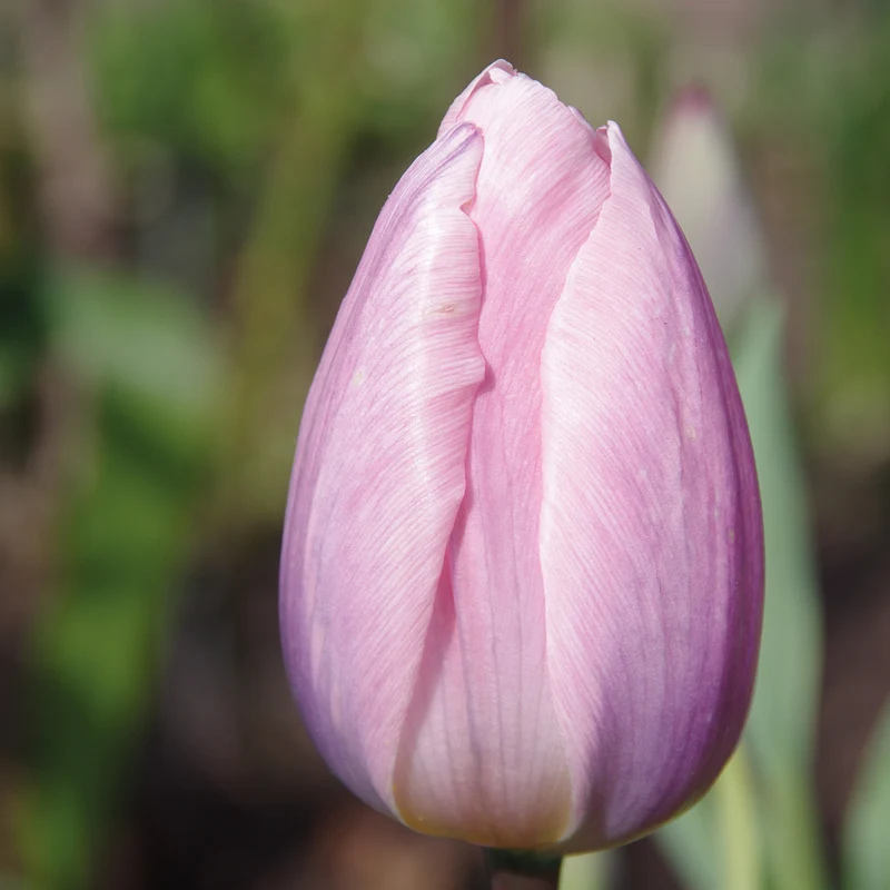 Tulipa 'Light and Dreamy' - Darwin-Tulpe