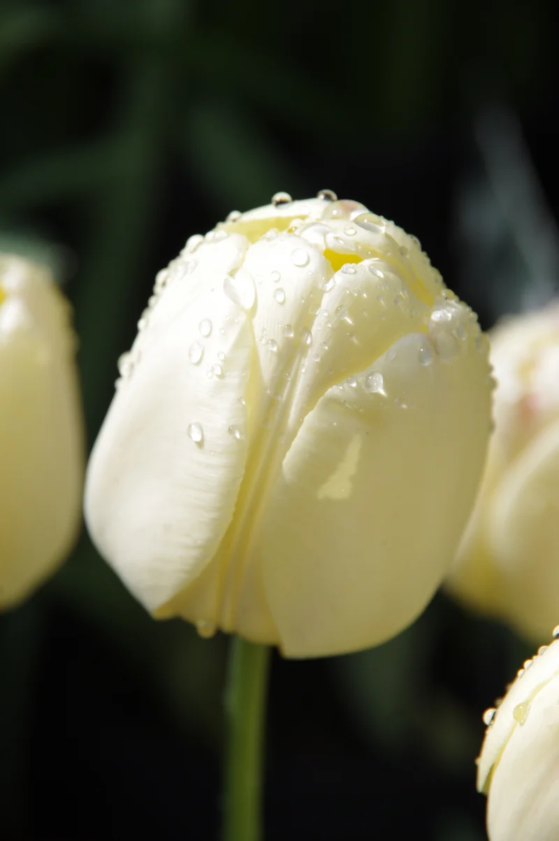 Tulipa 'Ivory Floradale' - Darwin-Tulpe