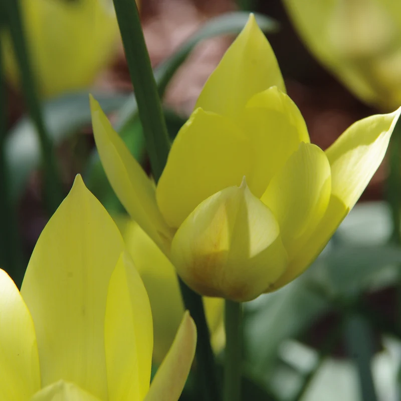 Tulipa 'Honky Tonk' - Zwerg-Tulpe