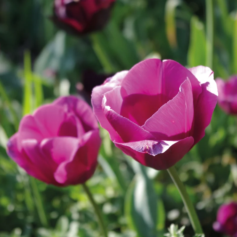 Tulipa 'Don Quichotte' - Triumph-Tulpe