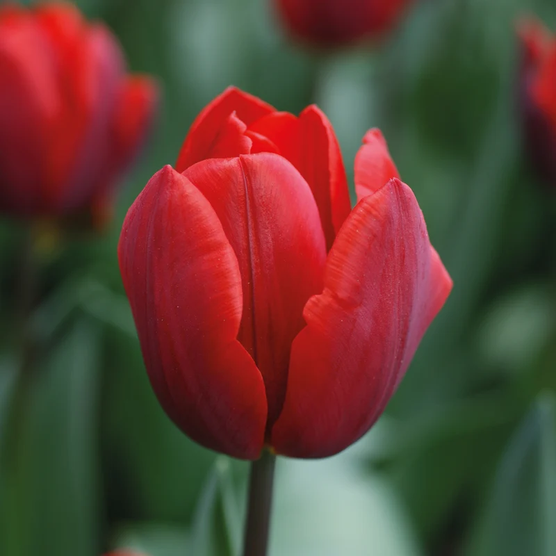 Tulipa 'Couleur Cardinal' - Einfache Frühe Tulpe